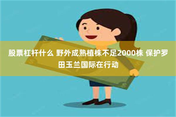 股票杠杆什么 野外成熟植株不足2000株 保护罗田玉兰国际在行动